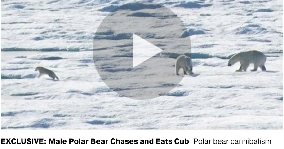 Screen shot of polar bears fighting