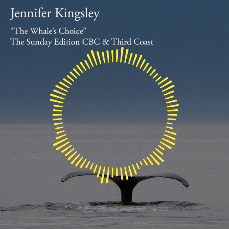 Audio cover of a whale for "The Whale's Choice" on The Sunday Edition CBC.